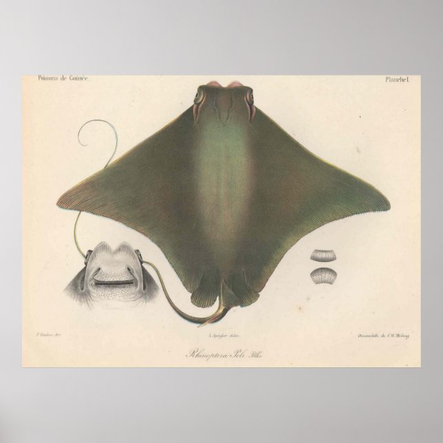 Pôster Ilustração Vintage Stingray (1863) (Frente)