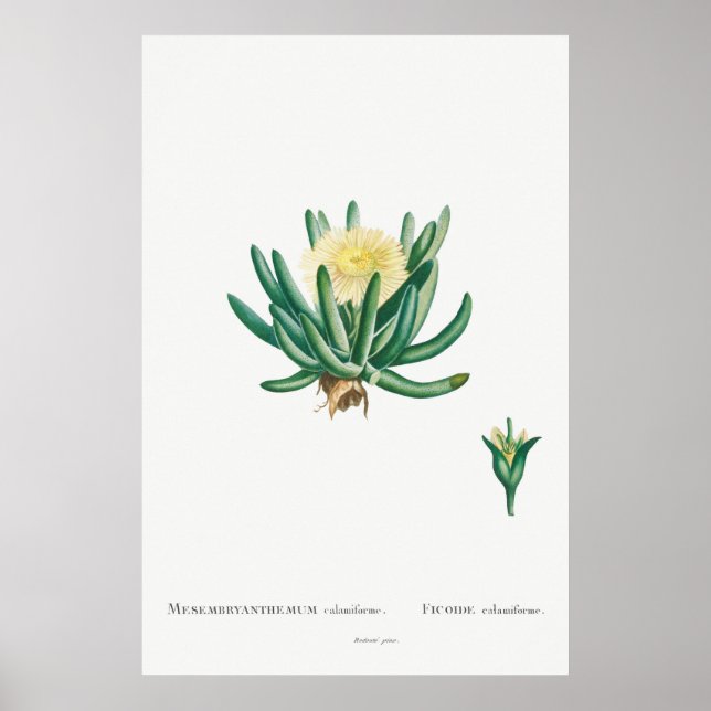Poster Ilustração Vintage Succulent (Frente)