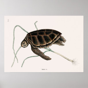 Poster Ilustração Vintage Tortoise