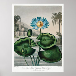 Poster Ilustração Vintage WaterLily