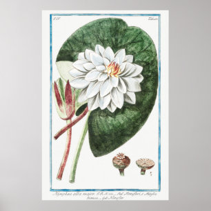 Poster Ilustração Vintage WaterLily