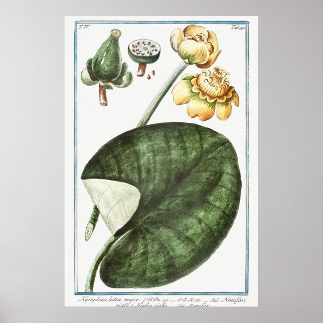 Poster Ilustração Vintage WaterLily (Frente)