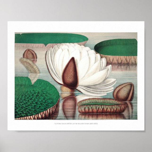 Poster Ilustração Vintage WaterLily (Frente)