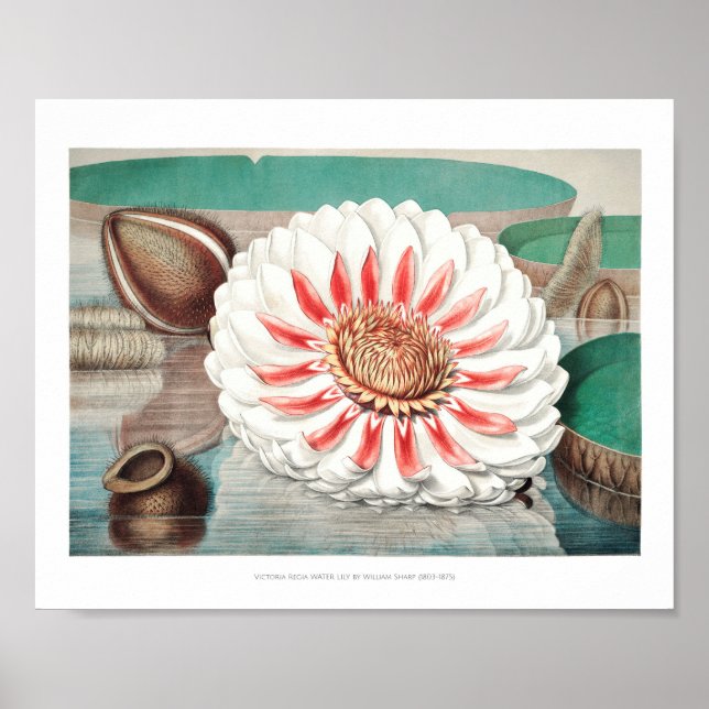 Poster Ilustração Vintage WaterLily (Frente)