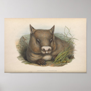 Poster Ilustração Vintage Wombat