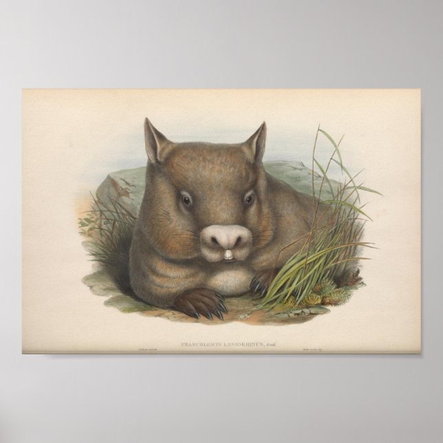 Poster Ilustração Vintage Wombat (Frente)