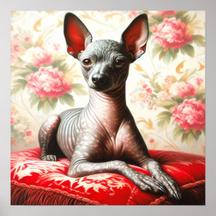 Poster Ilustração Vintage Xoloitzcuintle