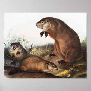Poster Ilustração Woodchuck (Arctomys monax)