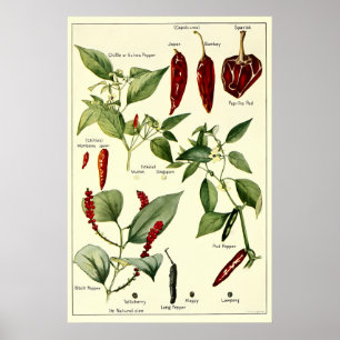 Poster Ilustrações Botânicas De Pimentões Vintage