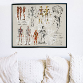 Poster Ilustrações de Biologia da Anatomia Vintage