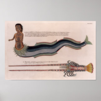 Poster Ilustrações de uma sereia e lagosta