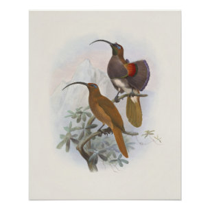 Pôster Ilustrações Vintage de Aves Exóticas da Montanha d