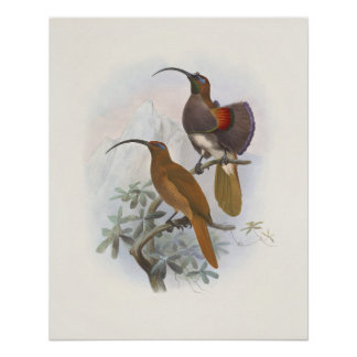 Pôster Ilustrações Vintage de Aves Exóticas da Montanha d