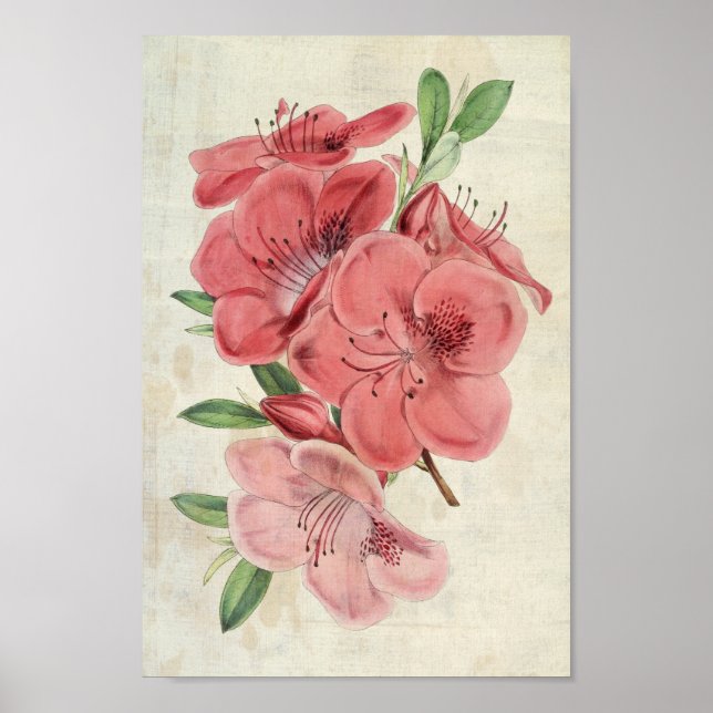 Poster Imagem Botânica Vintage Azalea (Frente)