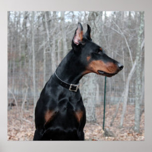 Pôster Imagem Classic Doberman