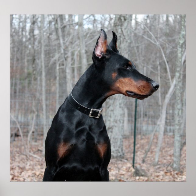 Pôster Imagem Classic Doberman (Frente)