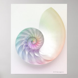 Pôster Imagem colorida artística do nautilus
