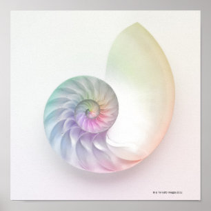 Pôster Imagem colorida artística do nautilus