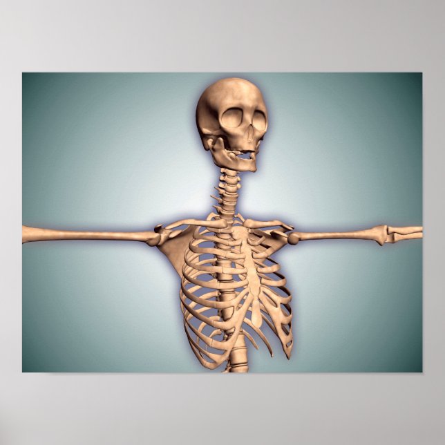 Poster Imagem Conceitual Da Gaiola Humana E Da Espinal (Frente)