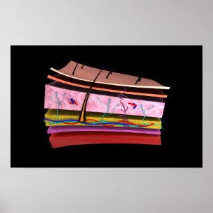 Poster Imagem Conceitual Das Camadas Da Pele Humana 2