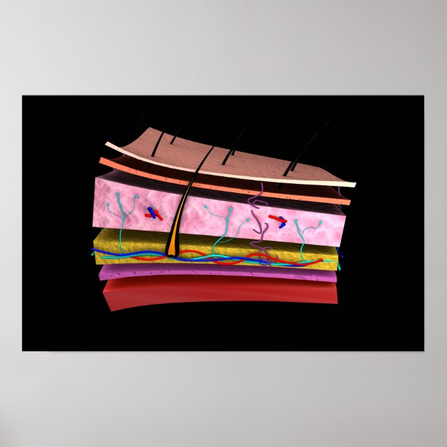 Poster Imagem Conceitual Das Camadas Da Pele Humana 2 (Frente)