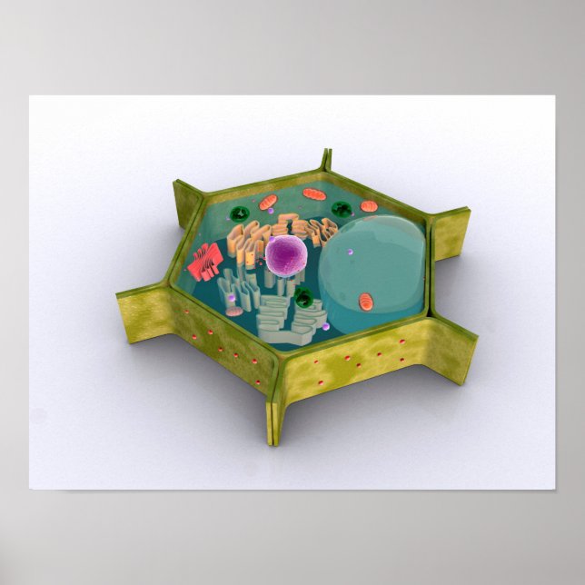 Poster Imagem Conceitual De Uma Célula Vegetal (Frente)