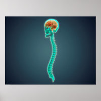 Imagem Conceitual Do Cérebro Humano, Do Crânio E D