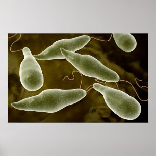 Poster Imagem Conceitual Do Euglena 3