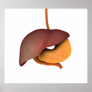 Poster Imagem Conceitual Do Sistema Digestivo Humano 3