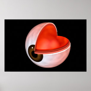 Pôster Imagem conceptual da anatomia 8 do olho humano