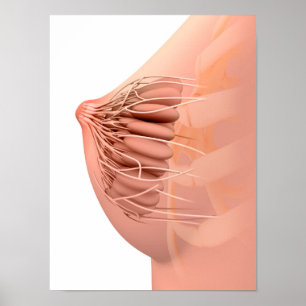 Poster Imagem conceptual da anatomia fêmea 2 do peito