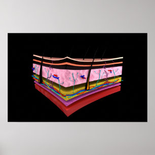 Poster Imagem conceptual das camadas da pele humana 1