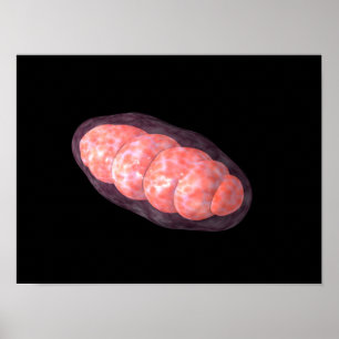 Poster Imagem conceptual das mitocôndria 2