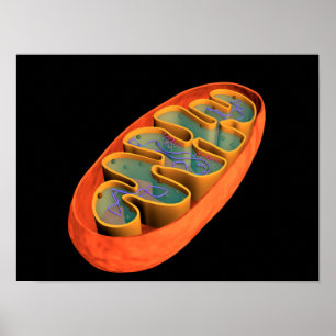 Poster Imagem conceptual das mitocôndria 3