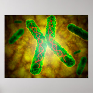 Poster Imagem conceptual de um Telomere