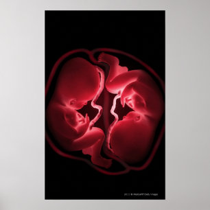 Pôster Imagem conceptual de um ventre que contem gêmeos