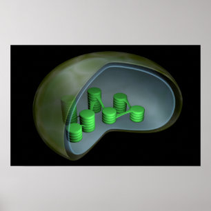 Pôster Imagem conceptual do cloroplastos 1