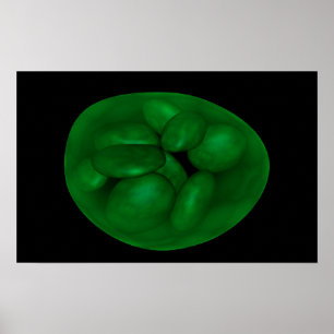 Pôster Imagem conceptual do cloroplastos 2
