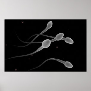 Poster Imagem conceptual do esperma masculino