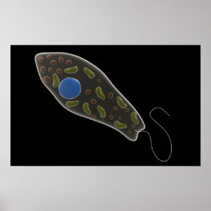 Pôster Imagem conceptual do Euglena 1
