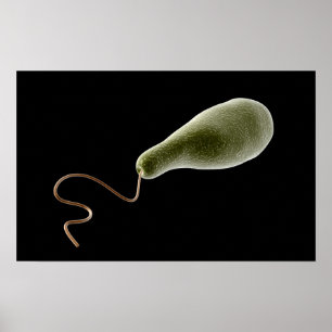 Pôster Imagem conceptual do Euglena 2