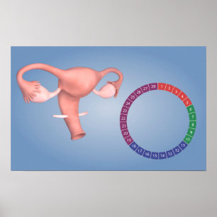 Pôster Imagem conceptual do órgão reprodutivo fêmea 3