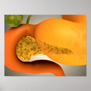 Poster Imagem conceptual do pâncreas e do estômago