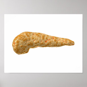Pôster Imagem conceptual do pâncreas humano