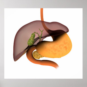 Pôster Imagem conceptual do sistema digestivo humano 1