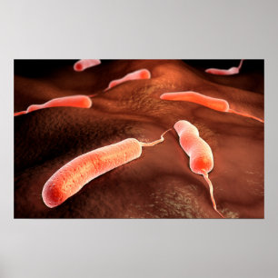 Pôster Imagem conceptual do Vibrio Cholerae 1