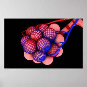 Pôster Imagem conceptual dos alvéolos 1