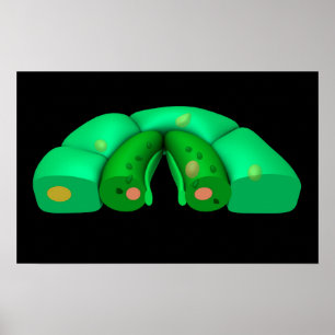 Poster Imagem conceptual dos estomas 2