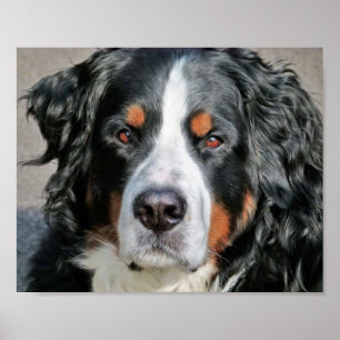 Poster Imagem da foto do cão de montanha de Bernese