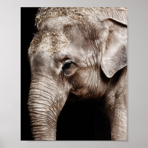 Pôster Imagem da foto do elefante